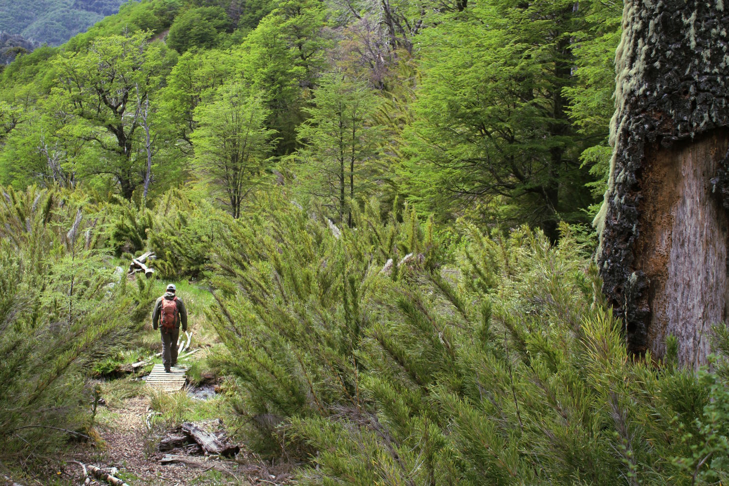 Trilha Fundo la Estrella, na Reserva Nacional Malalcahuello, no sul do Chile