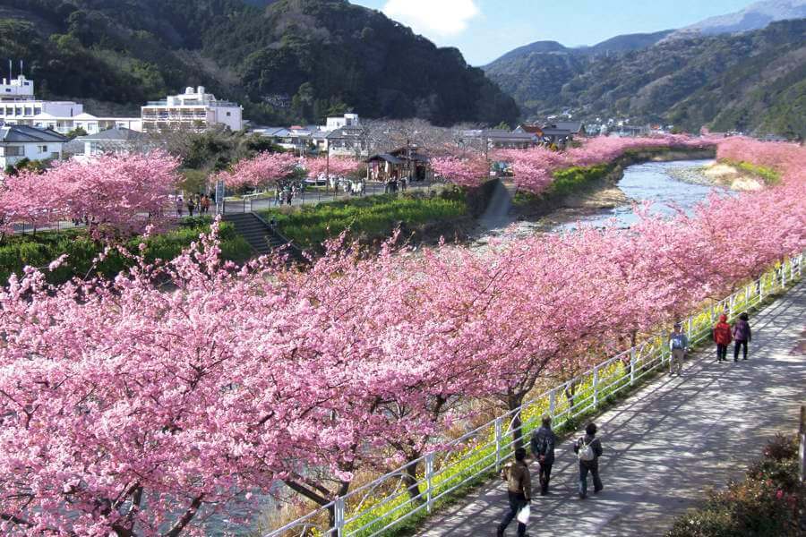 Cerejeiras florescem mais cedo em cidade do Japão; veja fotos