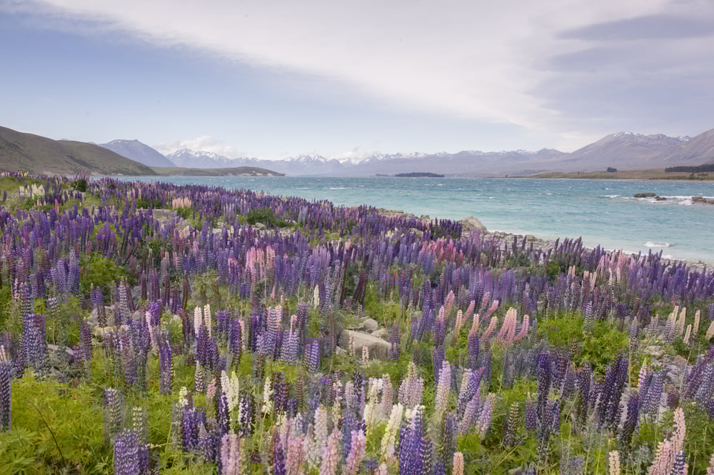 Nova Zelândia, um país exótico, onde o ariano não iria conseguir parar quieto