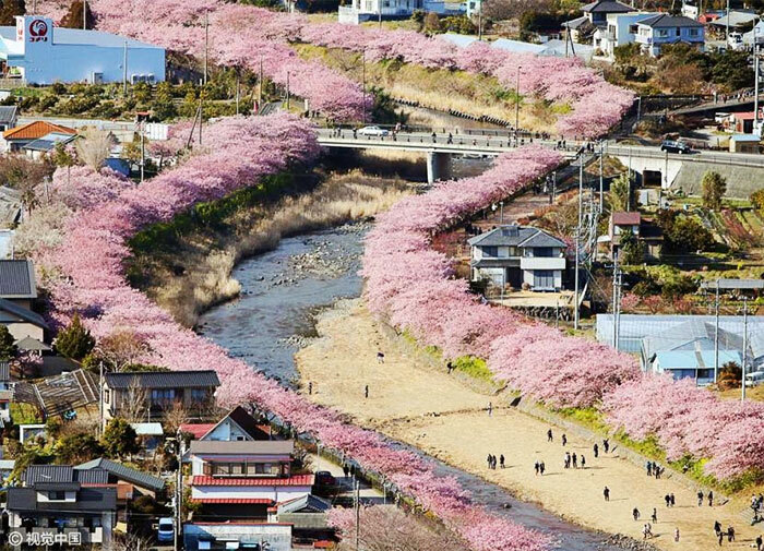 A cidade de Kawazu é famosa por suas oito mil cerejeiras que florescem mais cedo todos os anos