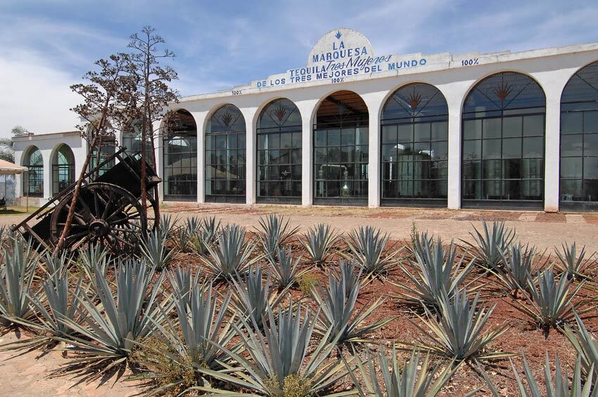 Conheça a Rota da Tequila, no México