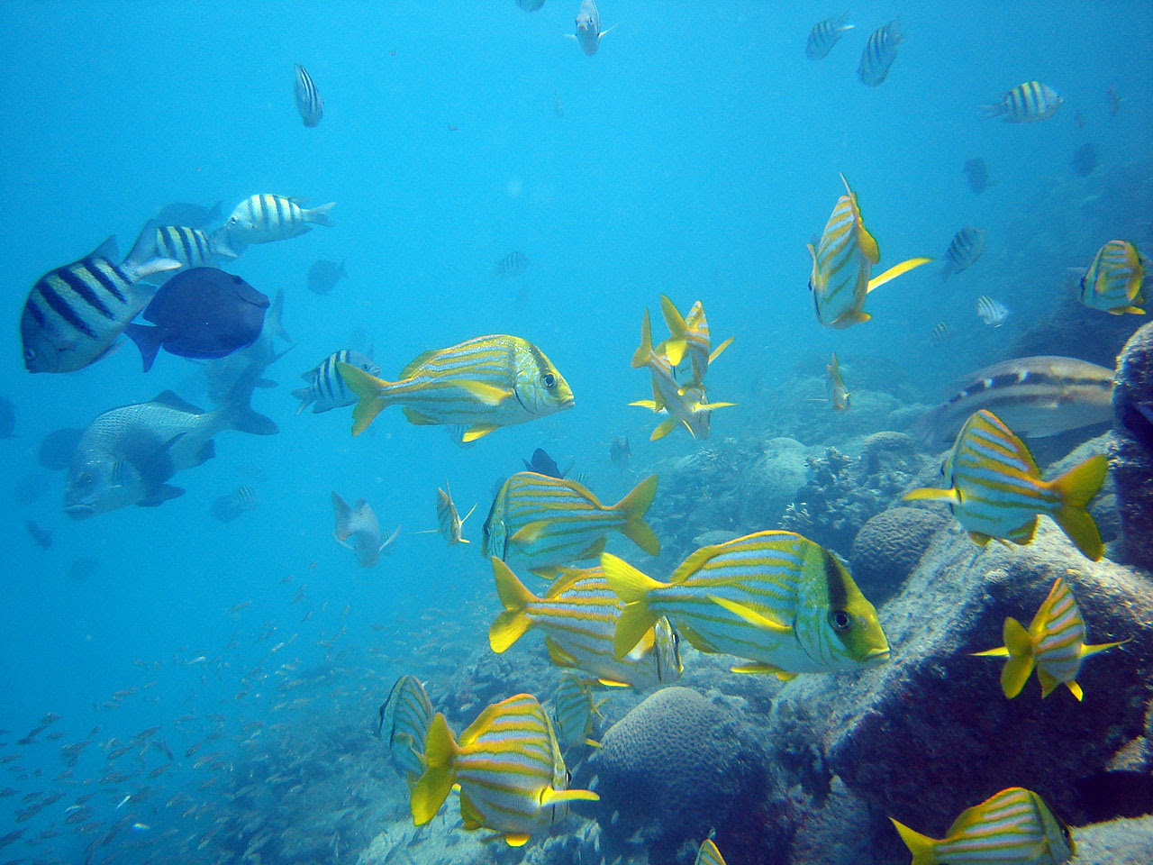 Abrolhos atrai cada vez mais praticantes de mergulho