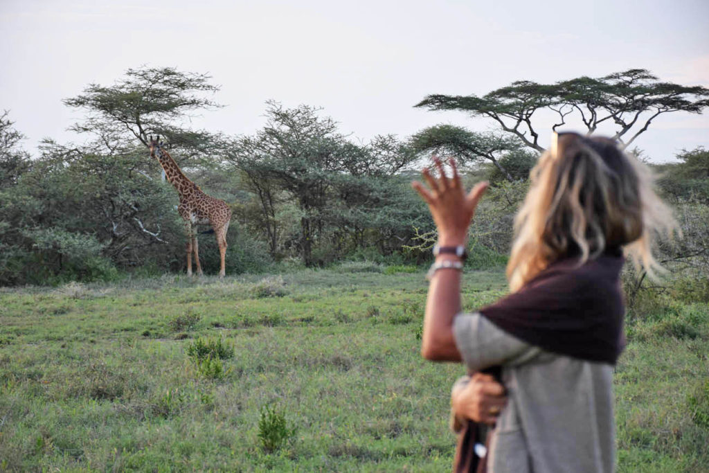 Girafa que apareceu no nosso acampamento – &Beyond Serengeti Under Canvas