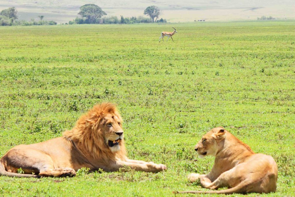 Simba e Nala :) Leões (e uma pobre gazela) na Cratera de Ngorongoro