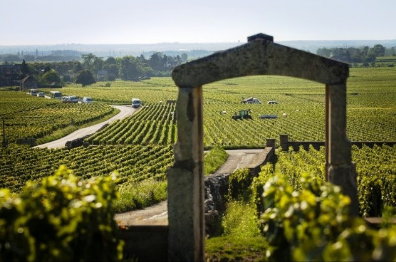 Vinhedos em Beaune, Côte d’Or, na França