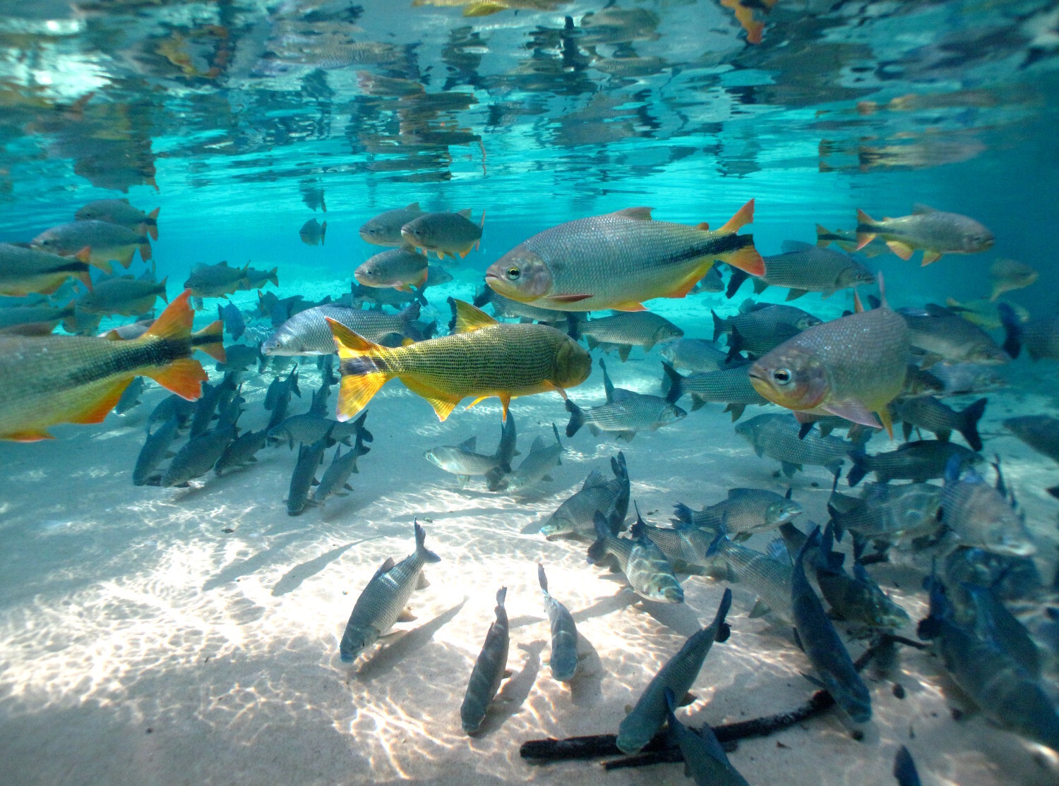 Cardume de peixes no Rio da Prata, em Bonito (MS)