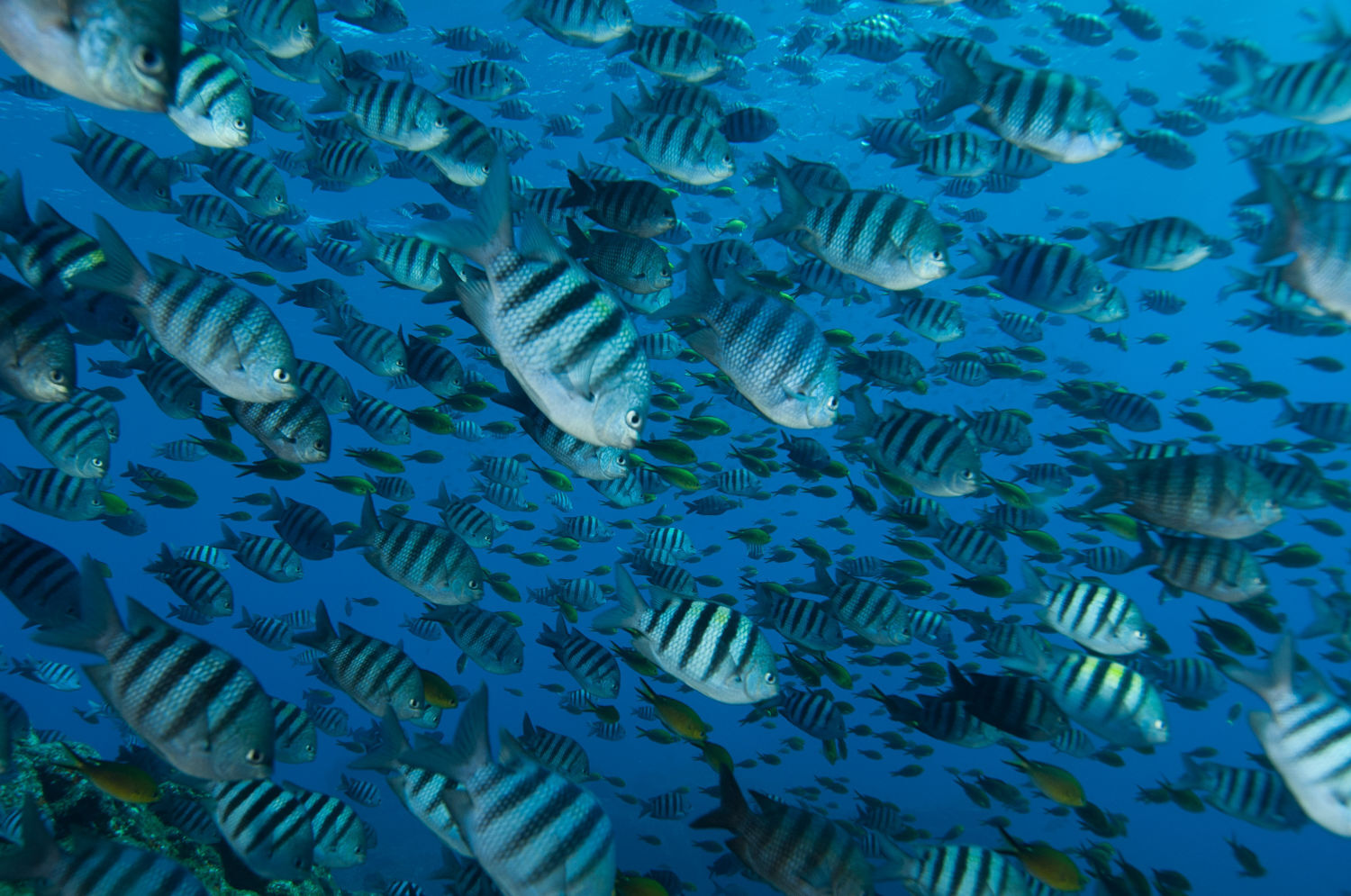 Mergulho avançado em Iuias