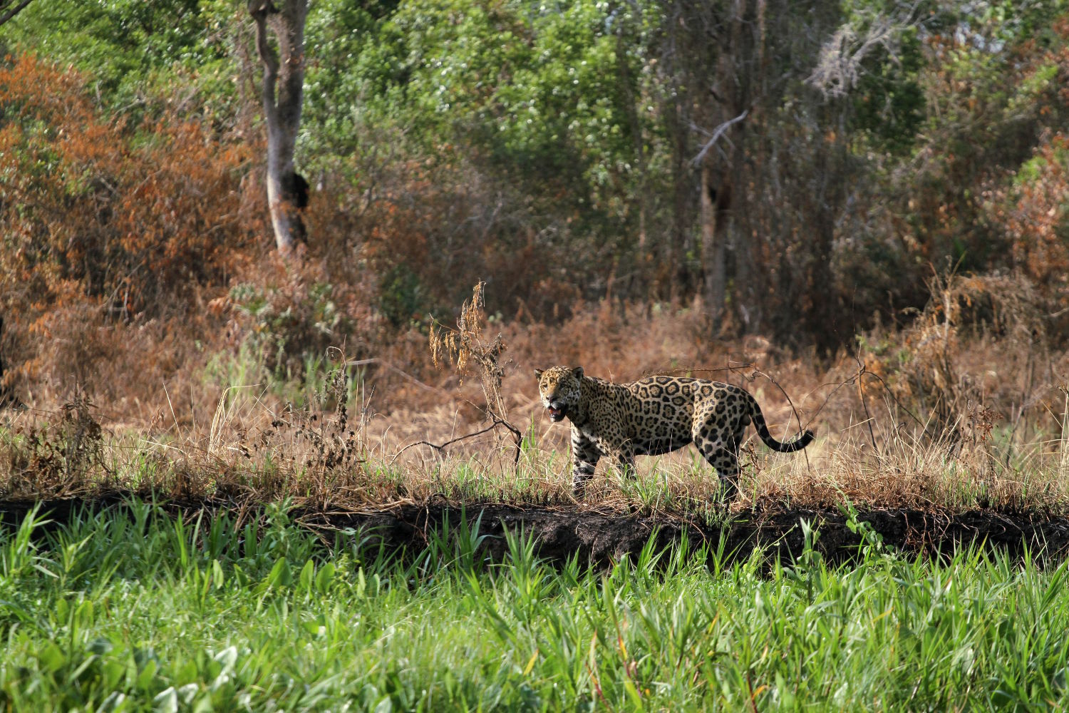 Observação de onças, no Pantanal Norte, no Mato Grosso