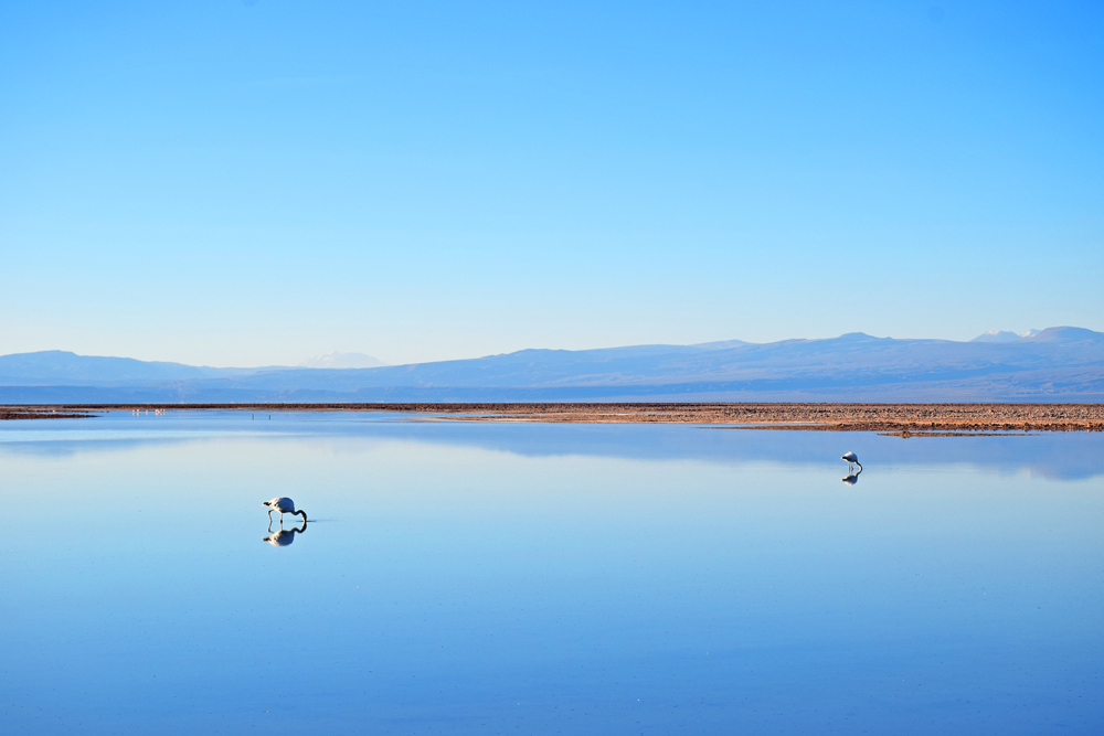 Flamingos na Laguna Chaxa – Salar de Atacama