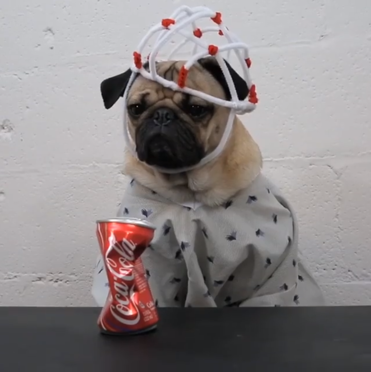 Doug the Pug interpretando Eleven em "Stranger Pugs"