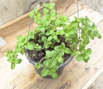 Refrescante, o hortelã é usado na decoração de pratos e no preparo de chás