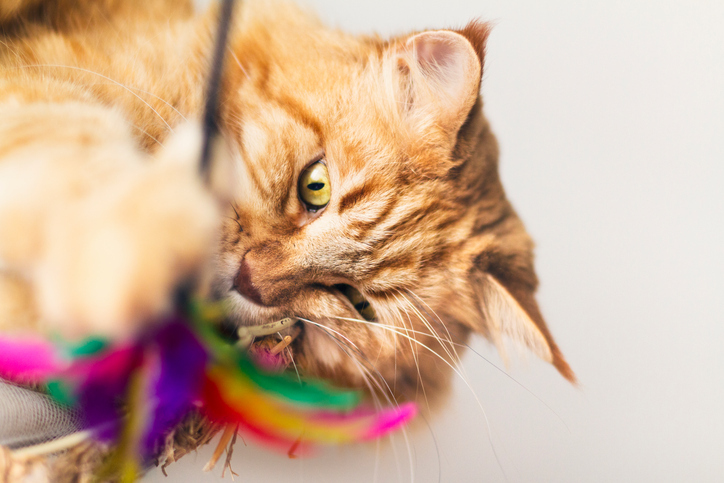 Vareta com pena faz a alegria dos bichanos