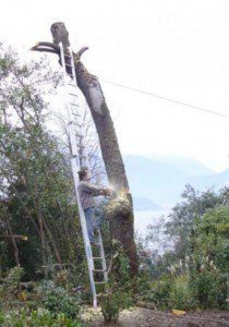 Homem usa estrutura de árvore como suporte