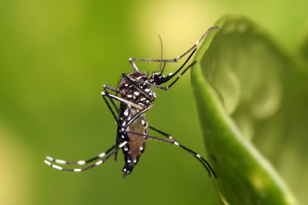 O mosquito mosquito Aedes aegypti, transmissor da dangue (Foto: Muhammad Mahdi Karim/Wikimedia Commons)