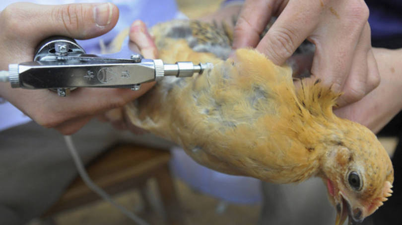 Vacina se mostrou 100% eficaz para controlar a gripe aviária em frangos (Imagem: Reprodução)