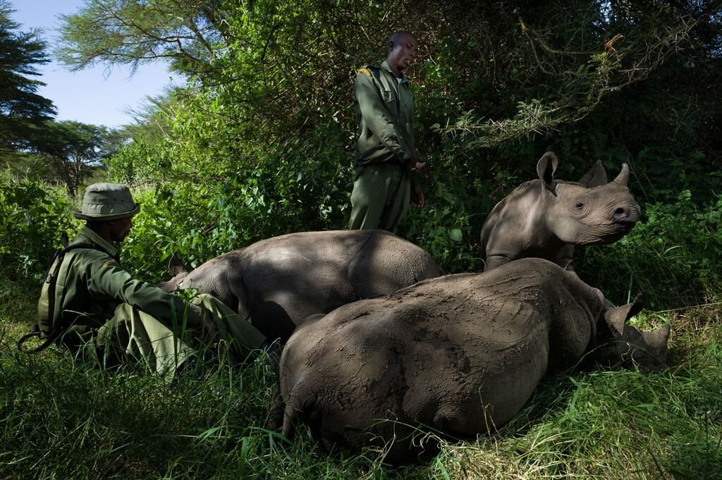 Rinocerontes órfãos no Quênia (foto: Érico Hiller)