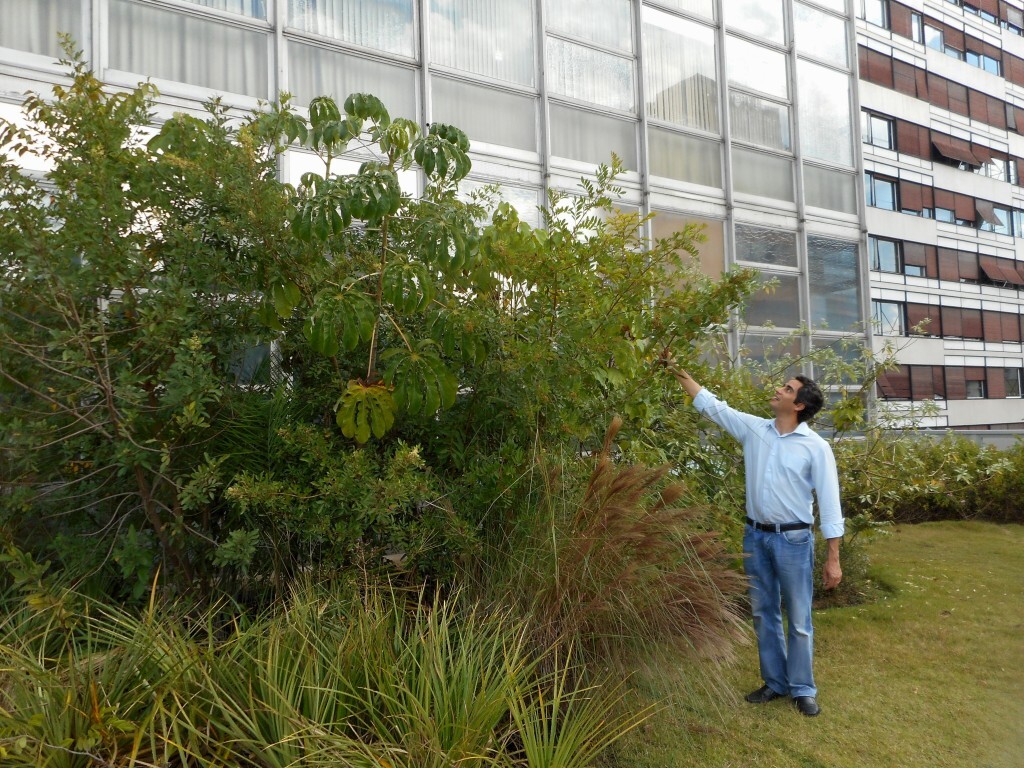 O botânico Ricardo Cardim na floresta implantada em telhado da avenida Paulista