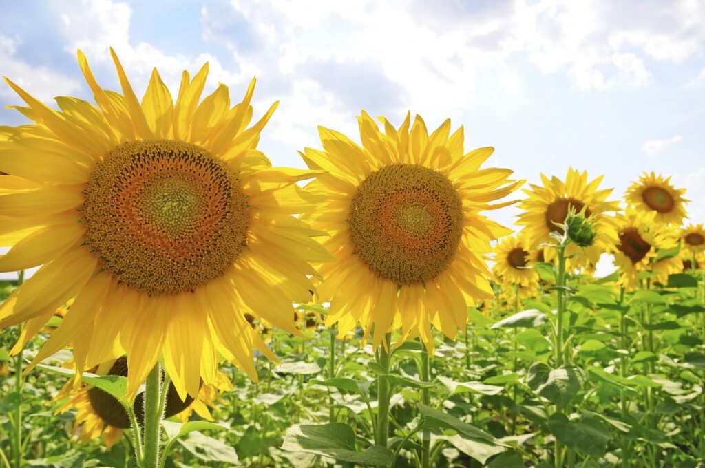 Campo de girassóis; ação #FlorAteVoce irá distribuir flores no dia 9 de abril