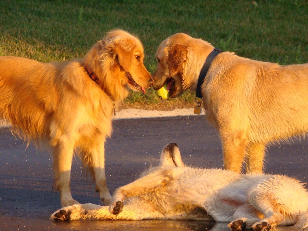 Cachorros com mais de 25 kg podem ser doadores de sangue