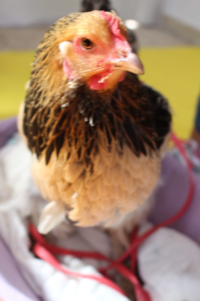 A galinha Laila faz o maior sucesso na clínica