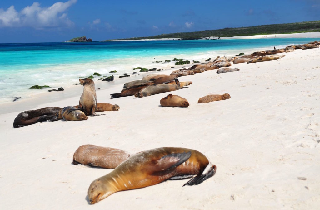 Animais marinhos no remoto arquipélago de Galápagos