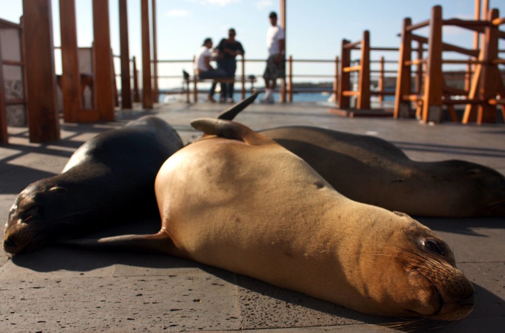 nimais marinhos podem ser encontrados na plataforma de desembarque da Ilha San Cristóbal, em Galápagos