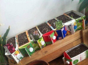 Pequeno jardim em embalagens Tetra pack