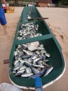 Peixes virão direto do litoral norte de São Paulo